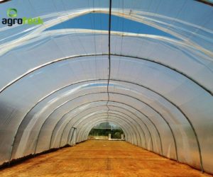 macro-tunnel-lettuce-production-torres-vedras-1