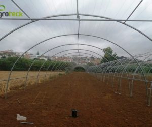 macro-tunnel-lettuce-production-torres-vedras-3