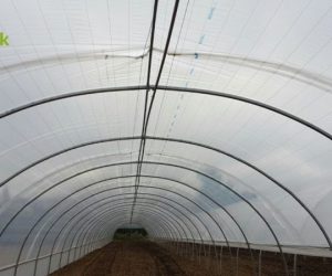 macro-tunnel-lettuce-production-torres-vedras-5