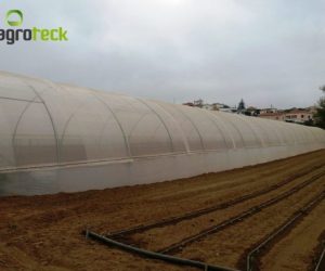 macro-tunnel-lettuce-production-torres-vedras-6