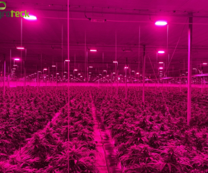 artificial-lighting-greenhouses-cannabis-8