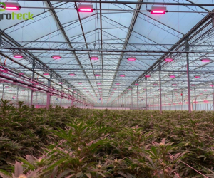 artificial-lighting-greenhouses-cannabis-11