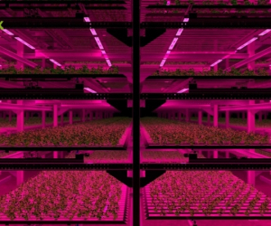 iluminacion-artificial-invernaderos-cannabis-12