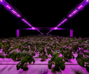 iluminacion-artificial-invernaderos-cannabis-16