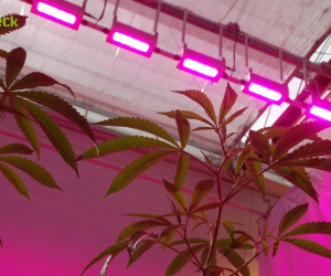 iluminacion-artificial-invernaderos-cannabis-7