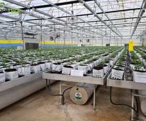 cannabis-greenhouse-production-1
