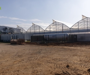 cannabis-greenhouse-production-2
