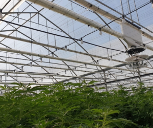 cannabis-greenhouse-production-5