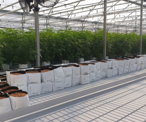 cannabis-greenhouse-production-6