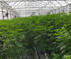 production-de-cannabis-sous-serres-4