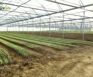 greenhouses-production-aromatic-plants-tavira-11