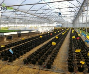 greenhouses-production-aromatic-plants-tavira-12