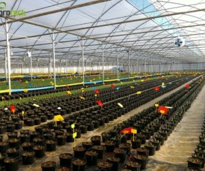 greenhouses-production-aromatic-plants-tavira-13