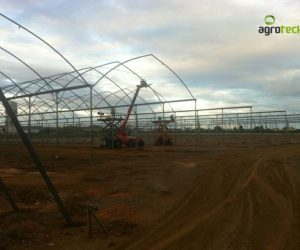 greenhouses-production-aromatic-plants-tavira-2