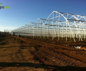 greenhouses-production-aromatic-plants-tavira-3
