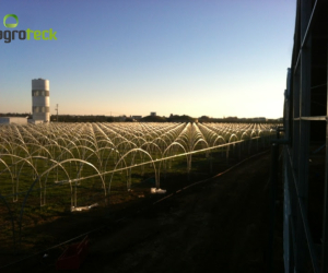 greenhouses-production-aromatic-plants-tavira-6