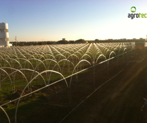 greenhouses-production-aromatic-plants-tavira-7