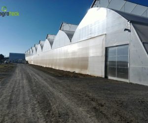greenhouses-production-aromatic-plants-tavira-8