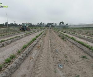 multi-tunneles-produccion-frambuesa-cabo-sardao-odemira-2