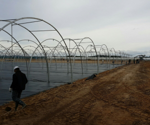 tunnels-production-fruits-rouges-mantarota-algarve-1