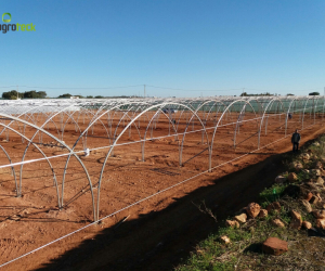 tunnels-production-fruits-rouges-mantarota-algarve-11