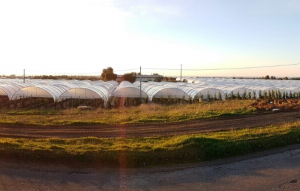 tunnels-production-fruits-rouges-mantarota-algarve-8