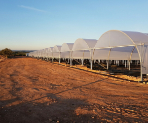 tunnels-production-fruits-rouges-mantarota-algarve-9