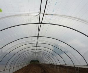 macro-tunnel-production-salade-torres-vedras-5