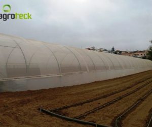 macro-tunnel-production-salade-torres-vedras-6