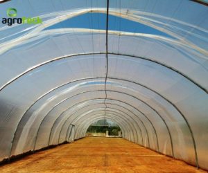 macro-tunel-produccion-lechuga-torres-vedras-1