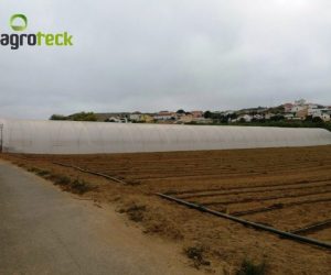 macro-tunel-produccion-lechuga-torres-vedras-7