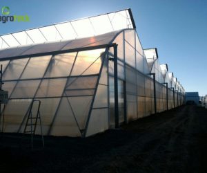invernaderos-produccion-plantas-aromaticas-tavira-10
