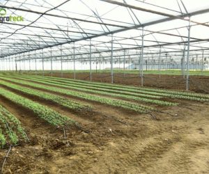 serres-production-plantes-aromatiques-tavira-11