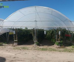multi-tunnels-production-raspberry-cabo-sardao-odemira-10