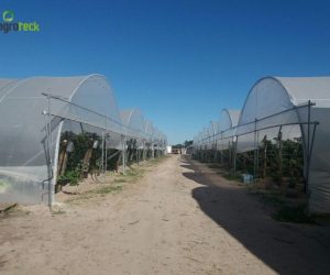 multi-tunnels-production-raspberry-cabo-sardao-odemira-13