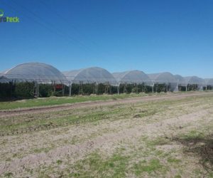 multi-tunnels-production-raspberry-cabo-sardao-odemira-14