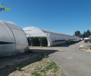 multi-tunnels-production-raspberry-cabo-sardao-odemira-16