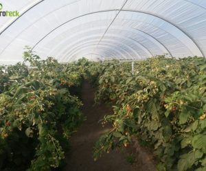 multi-tunnels-production-raspberry-cabo-sardao-odemira-17
