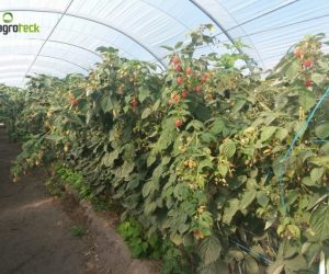 multi-tunnels-production-raspberry-cabo-sardao-odemira-18