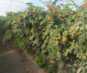 multi-tunnels-production-raspberry-cabo-sardao-odemira-19