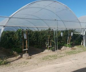 multi-tunnels-production-raspberry-cabo-sardao-odemira-20