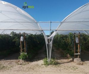multi-tunnels-production-raspberry-cabo-sardao-odemira-21