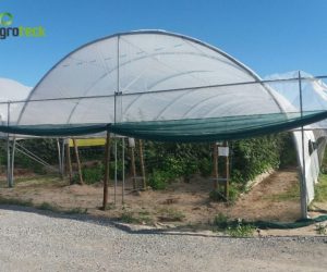 multi-tunnels-production-raspberry-cabo-sardao-odemira-22