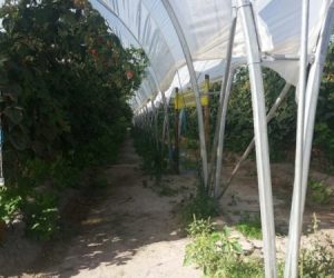 multi-tunnels-production-raspberry-cabo-sardao-odemira-23