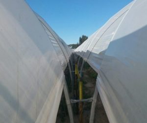 multi-tunnels-production-raspberry-cabo-sardao-odemira-24