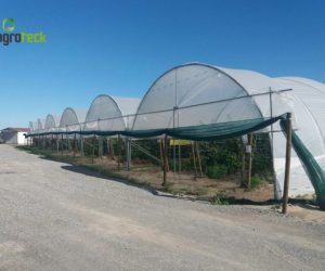 multi-tunnels-production-raspberry-cabo-sardao-odemira-25