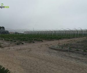 multi-tunnels-production-raspberry-cabo-sardao-odemira-4