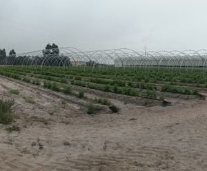 multi-tunnels-production-raspberry-cabo-sardao-odemira-5