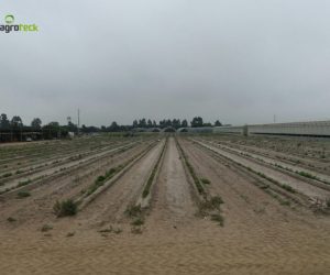 multi-tunnels-production-raspberry-cabo-sardao-odemira-6