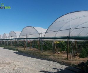 multi-tunnels-production-raspberry-cabo-sardao-odemira-7